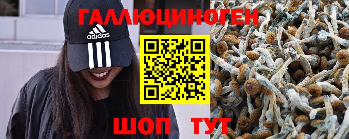 Сосновый Бор  Псилоцибиновые грибы мухоморы  Псилоцибиновые грибы Cubensis  где продают   Вход с VPN 